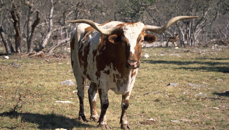 How to Build a Working Cattle Pen & Chute for Longhorns