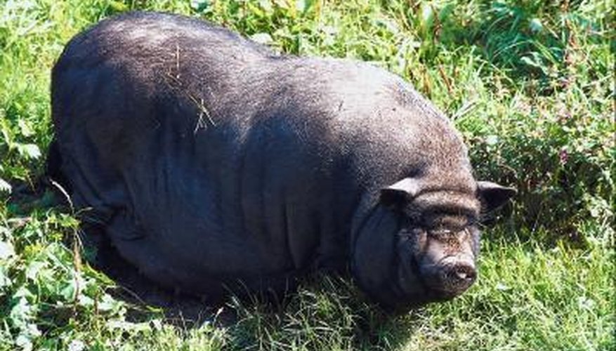 Hog Hunting in Sarasota County, Florida