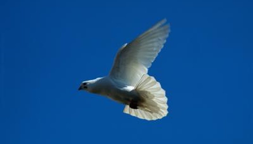How to Build a Bird Trap for a Dove