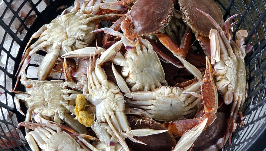 Crab Fishing in Georgia