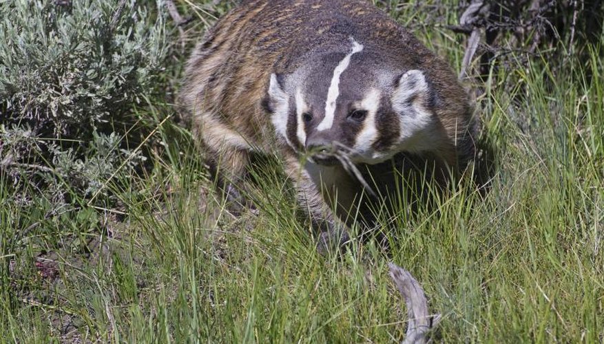 How to Skin a Badger