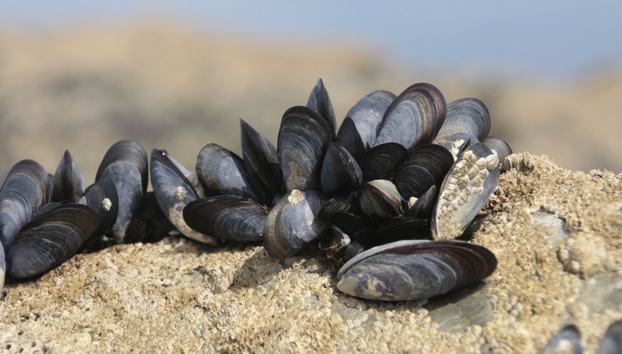 How to Use Mussels As Fishing Bait
