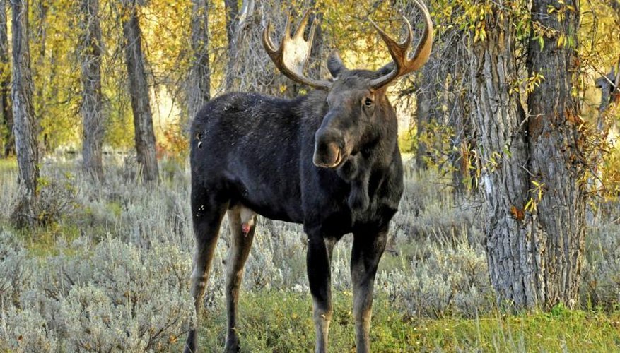 How to Identify Moose Tracks