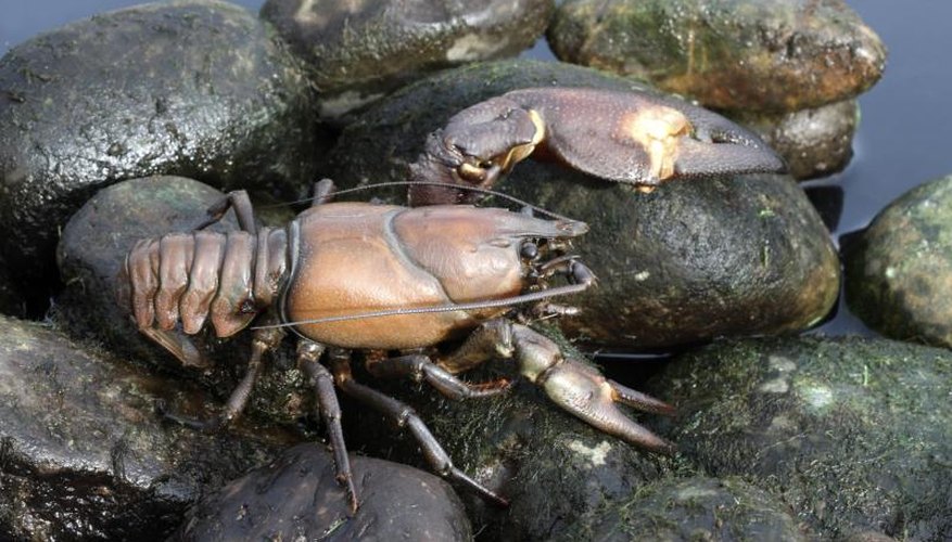 Crayfish Fishing in Washington