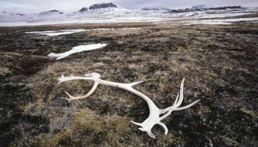 How to Preserve Shed Antlers