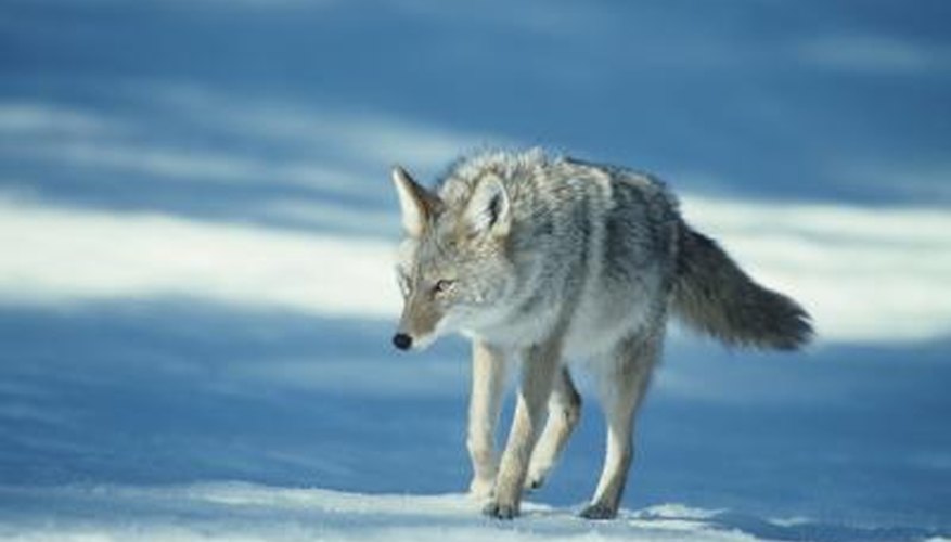 How to Collect Coyote & Fox Urine