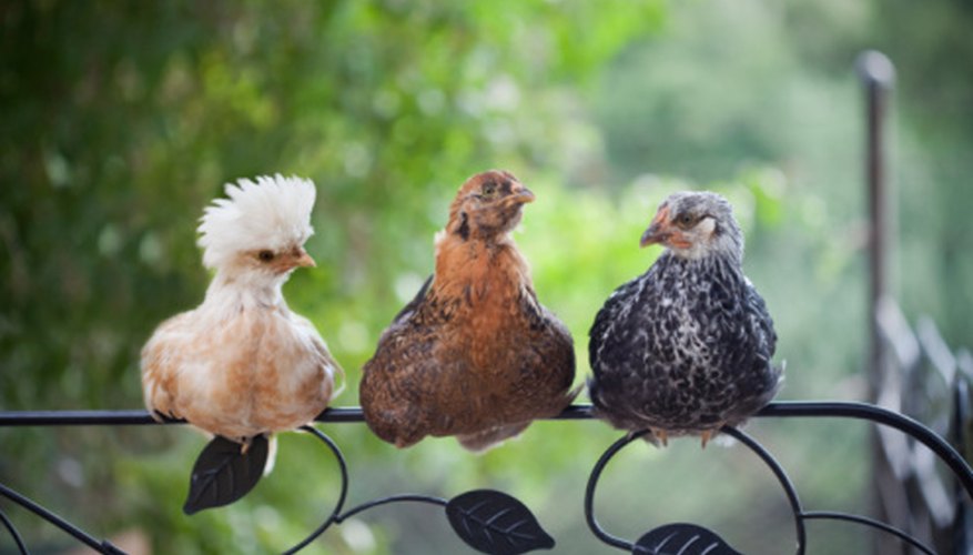 Bird Listening Devices
