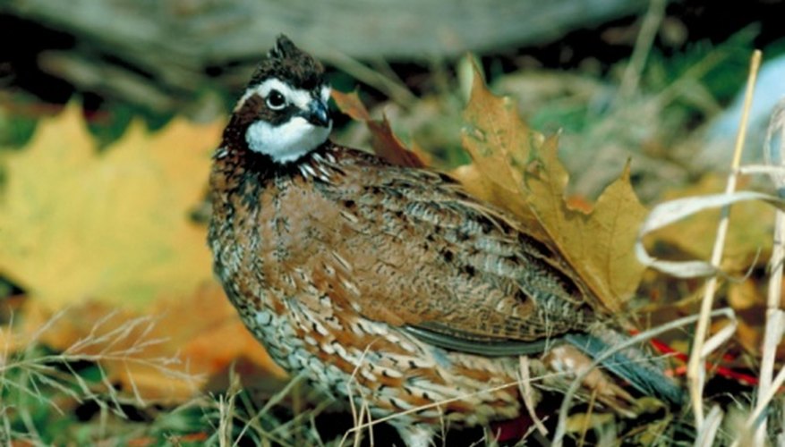 How to Raise Quails With Chickens