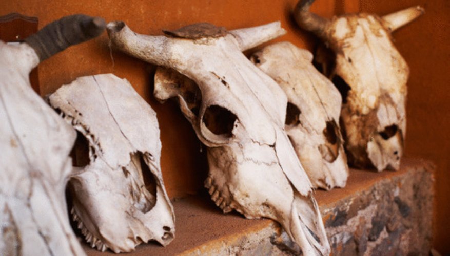 How to Clean Cow Skulls