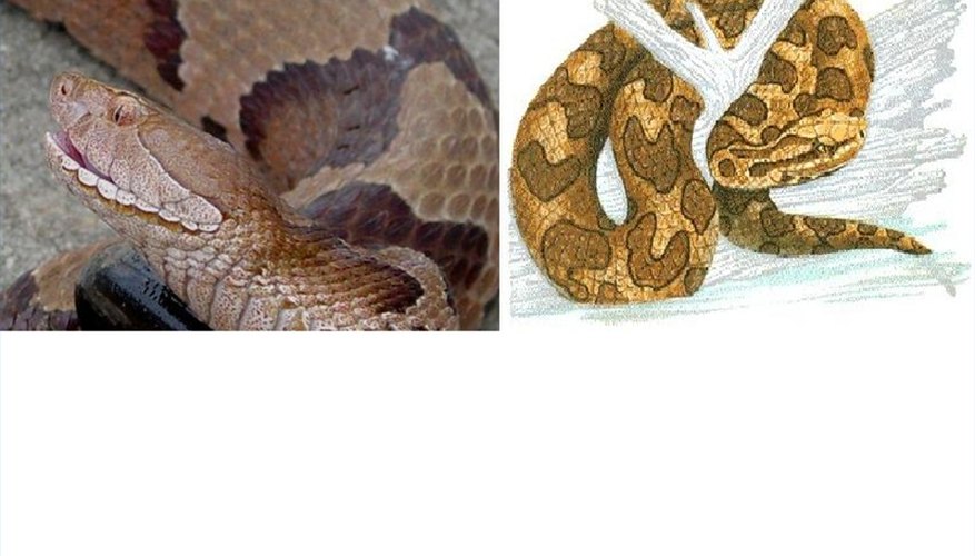 How to Repel Copperhead Water Moccasins