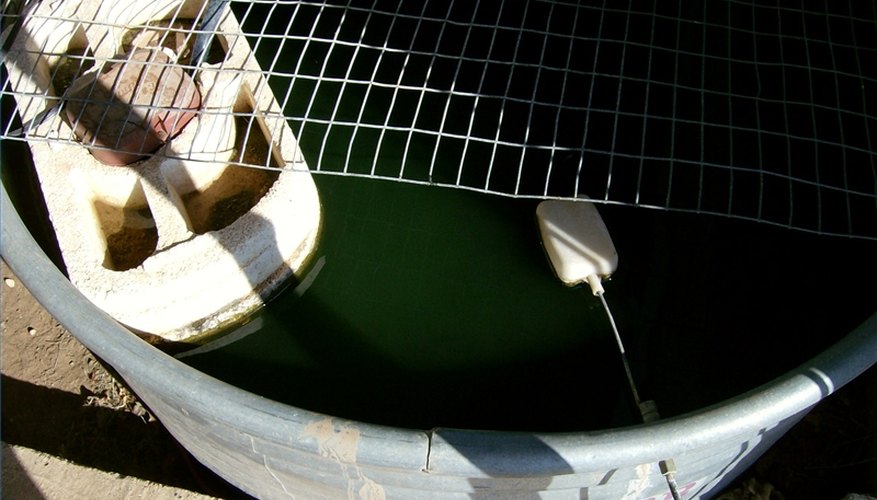 Raising Bait Minnows in Tanks