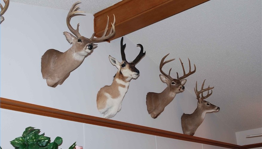 How to Hang a Deer Mount