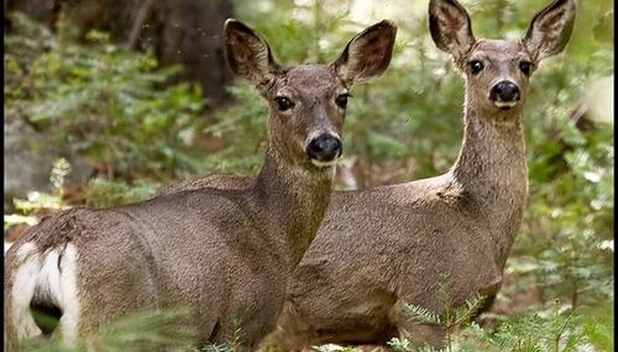 How to Use Anise Oil for Deer