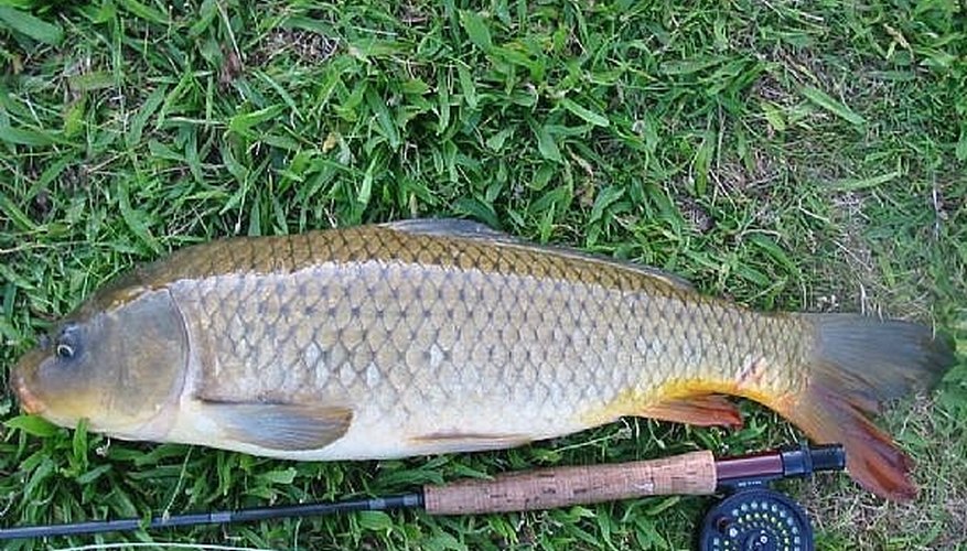 How to Make a Rice Carp Bait