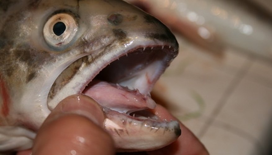 How to Use Corn As Trout Bait