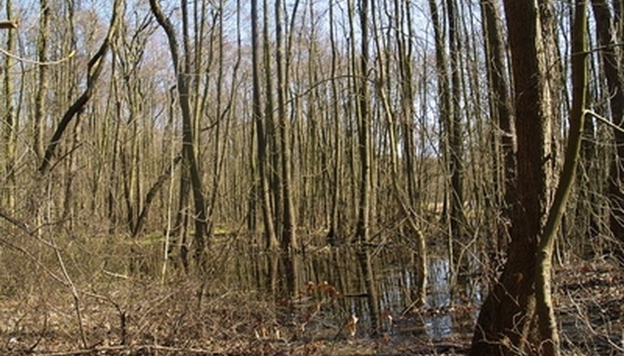 How to Find Public Hunting Land in Florida