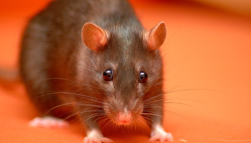 How to Build a Snare Trap for Rats