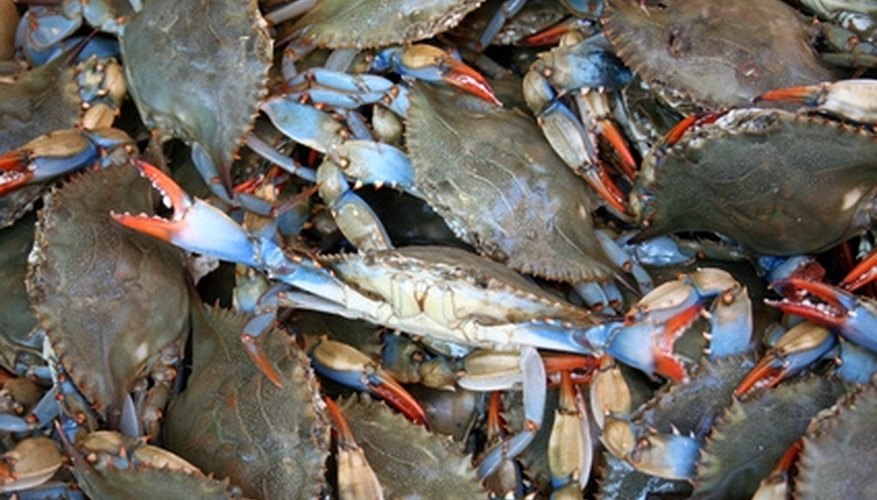 Florida Fishing & Crabbing License