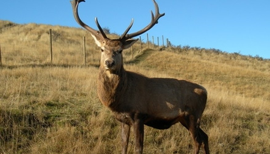 How to Build a Hunting Blind Using Spray Foam Insulation