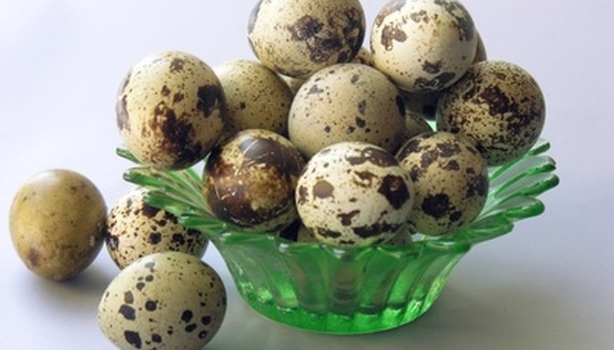 How to Compare Jumbo and Butler Bobwhite Quail