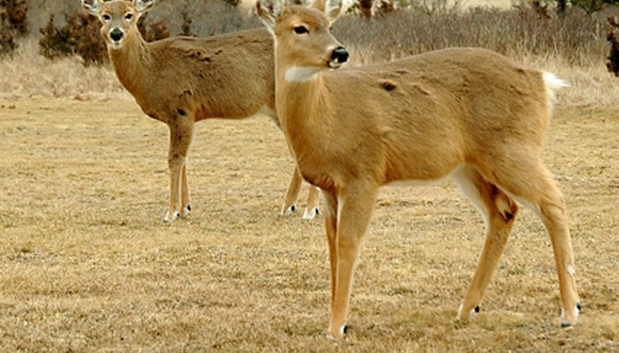 How to Salt a Deer Hide