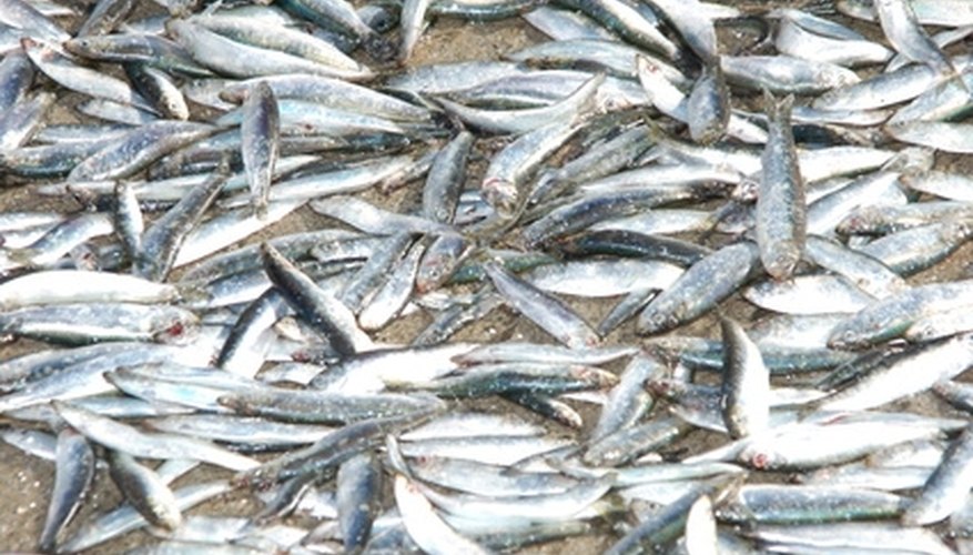 How to Fish for Sardines