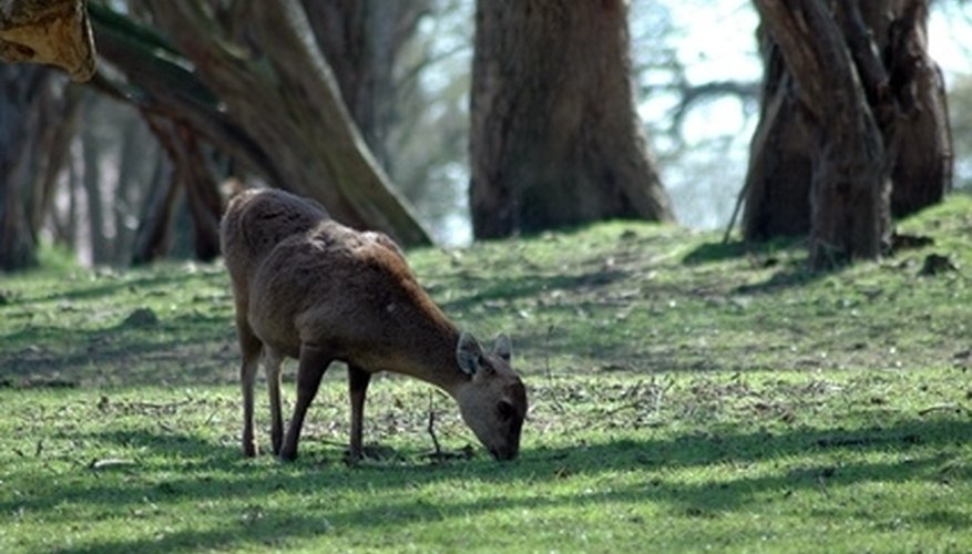 How to Troubleshoot a Moultrie Deer Feeder