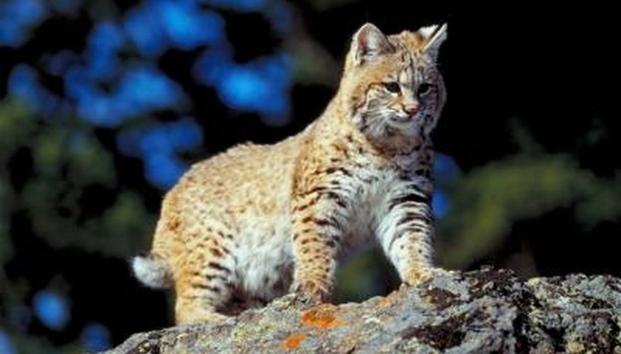 How to Attract Bobcats