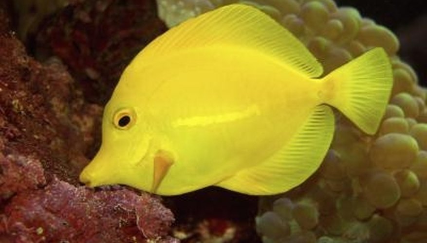 How to Treat Clamped Fins