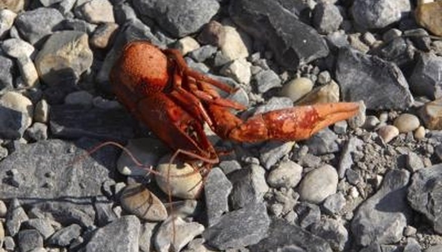 How to Get Crawfish Out of Their Hole