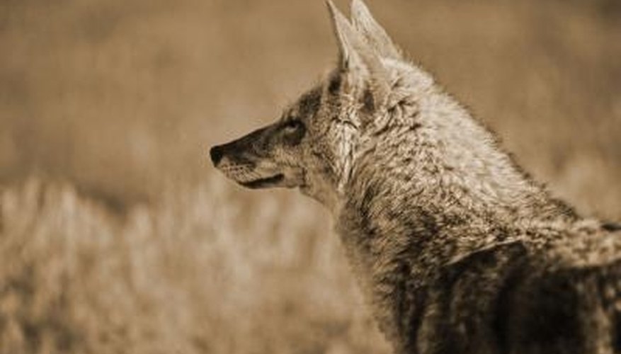 How to Catch a Coyote in a Conibear