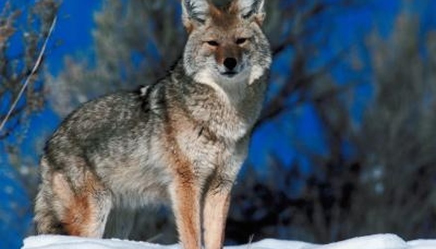 How to Make a Rug From Coyote Hide