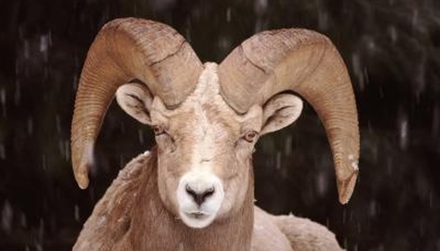 How to Cape a Sheep for Taxidermy