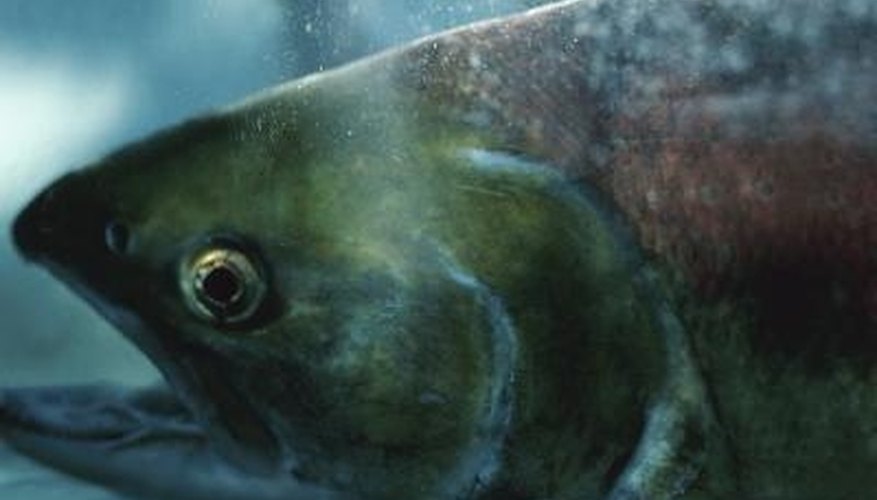 How to Tie Up Flashers for Salmon Fishing