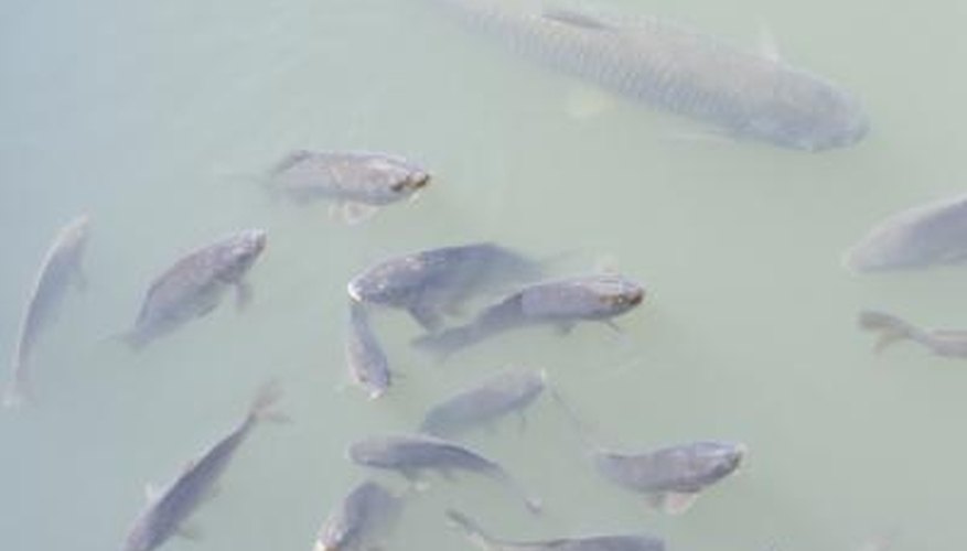 How to Use Potatoes as Bait for Fishing